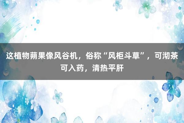 这植物蒴果像风谷机，俗称“风柜斗草”，可沏茶可入药，清热平肝