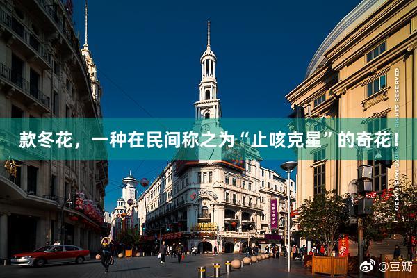 款冬花，一种在民间称之为“止咳克星”的奇花！